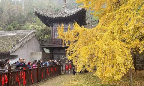 Cây rẻ quạt nghìn tuổi ở Trung Quốc